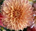 Георгин Блумквист Сью (Dahlia Bloomquist Sue) — фото 4