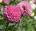 Георгин Маайке (Dahlia Maaike) — фото 3