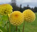 Георгин Баттеркап (Dahlia Buttercup) — фото 2