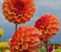 Георгин Бонанза (Dahlia Bonanza) — фото 2