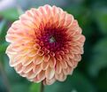Георгин Бонанза (Dahlia Bonanza) — фото 3