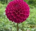 Георгин Кас Рози Джо (Dahlia KA's Rosie Jo) — фото 2