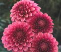 Георгин Кас Рози Джо (Dahlia KA's Rosie Jo) — фото 3