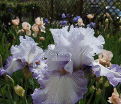 Ирис "Акома" (Iris Acoma) — фото 2