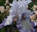 Ирис "Акома" (Iris Acoma) — фото 3
