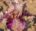 Ирис "Брайндлед Бьюти" (Iris Brindled Beauty) — фото 3