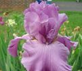 Ирис "Гуд Лукинг" (Iris Good Looking) — фото 3