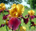 Ирис "Елоу Бургунд" (Iris Yellow Burgund) — фото 2
