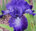 Ирис "Ол Эбьюз" (Iris All Abuzz) — фото 5