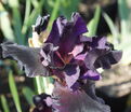 Ирис "Олд Блэк Мэджик" (Iris Old Black Magic) — фото 2