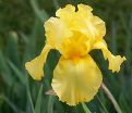 Ирис "Темпл голд" (Iris Templ Gold) — фото 2