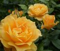 Роза Apricot Clementine (Априкот Клементайн) — фото 2