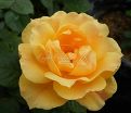 Роза Apricot Clementine (Априкот Клементайн) — фото 6