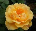 Роза Apricot Clementine (Априкот Клементайн) — фото 6