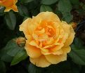 Роза Apricot Clementine (Априкот Клементайн) — фото 7