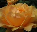 Роза Apricot Clementine (Априкот Клементайн) — фото 8
