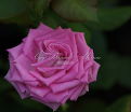 Роза Aqua (Аква) — фото 9