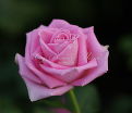 Роза Aqua (Аква) — фото 10
