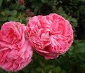 Роза Auguste Renoir (Огюст Ренуа) — фото 5