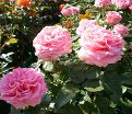 Роза Auguste Renoir (Огюст Ренуа) — фото 8