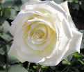 Роза Avalanche (Аваланж) — фото 2