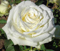 Роза Avalanche (Аваланж) — фото 3