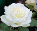 Роза Avalanche (Аваланж) — фото 4