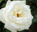 Роза Avalanche (Аваланж) — фото 5