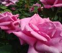 Роза Blue Parfum (Блю Парфюм) — фото 3