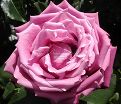 Роза Blue Parfum (Блю Парфюм) — фото 4