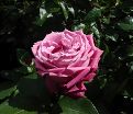 Роза Blue Parfum (Блю Парфюм) — фото 5