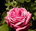 Роза Blue Parfum (Блю Парфюм) — фото 7