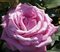 Роза Blue Parfum (Блю Парфюм) — фото 8