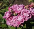 Роза Blue Parfum (Блю Парфюм) — фото 11