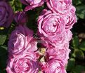 Роза Blue Parfum (Блю Парфюм) — фото 12