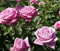Роза Blue Parfum (Блю Парфюм) — фото 14