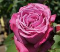 Роза Blue Parfum (Блю Парфюм) — фото 17