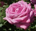 Роза Blue Parfum (Блю Парфюм) — фото 19