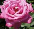 Роза Blue Parfum (Блю Парфюм) — фото 20