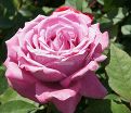 Роза Blue Parfum (Блю Парфюм) — фото 21