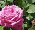 Роза Blue Parfum (Блю Парфюм) — фото 25