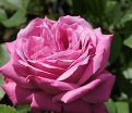 Роза Blue Parfum (Блю Парфюм) — фото 26