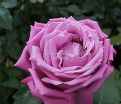 Роза Blue Parfum (Блю Парфюм) — фото 27