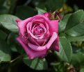 Роза Blue Parfum (Блю Парфюм) — фото 28