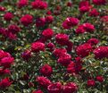 Роза Dame de Coeur (Дам де Кёр) — фото 3