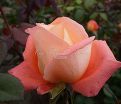 Роза Dolce Vita (Дольче вита) — фото 4