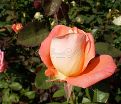 Роза Dolce Vita (Дольче вита) — фото 5