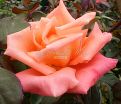 Роза Dolce Vita (Дольче вита) — фото 7