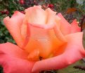 Роза Dolce Vita (Дольче вита) — фото 8