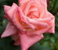 Роза Dolce Vita (Дольче вита) — фото 9